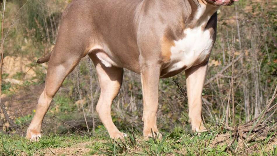 Perro de la raza American Bully XL.