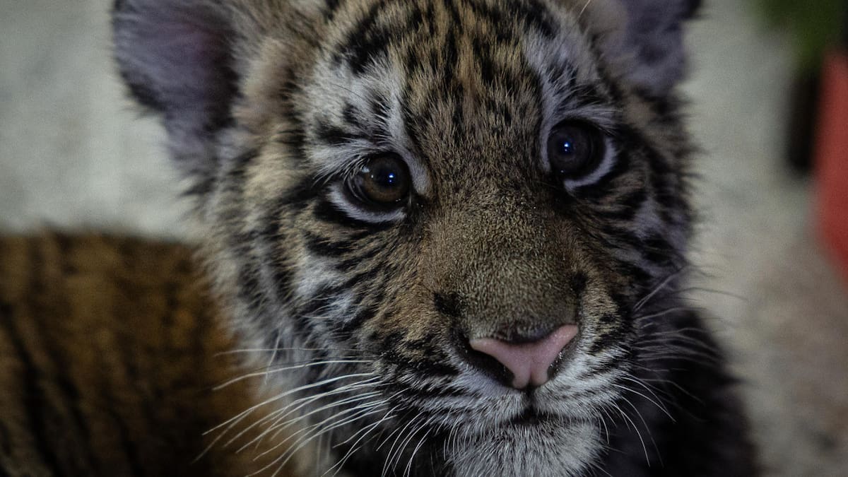 Una historia emocionante: Asha, la pequeña tigresa bengala de 4 meses que fue rescatada de una vivienda en Guatemala
