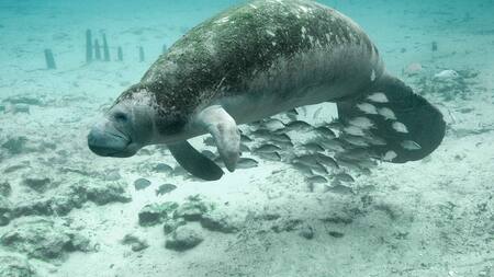 Manatí. Foto: Pixabay