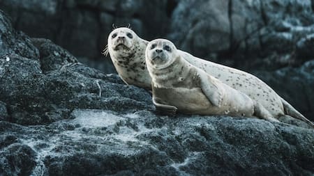 Lobos marinos. Foto: Unsplash