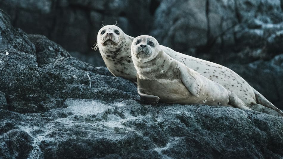 Lobos marinos. Foto: Unsplash
