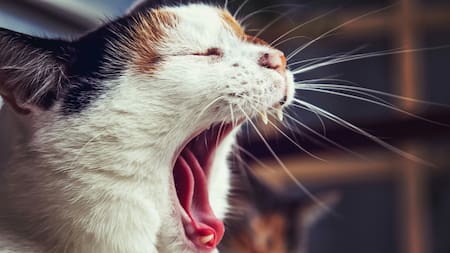 Gatos; bostezo. Foto: Unsplash