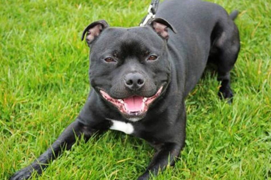 Staffordshire Bull Terrier