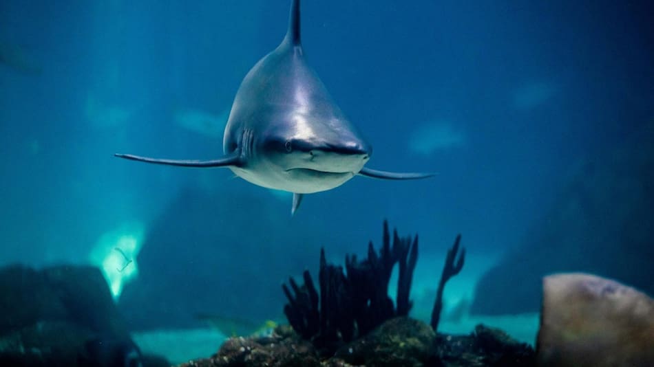 Tiburón. Foto: EFE.