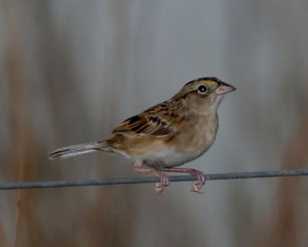 Chingolo de ceja amarilla. Foto: Wikipedia.