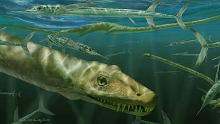 Representación del Dinocephalosaurus orientalis. Foto: Museo Natural de Escocia