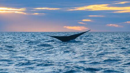 El Doradillo permite el avistaje de ballenas. Foto: Unsplash