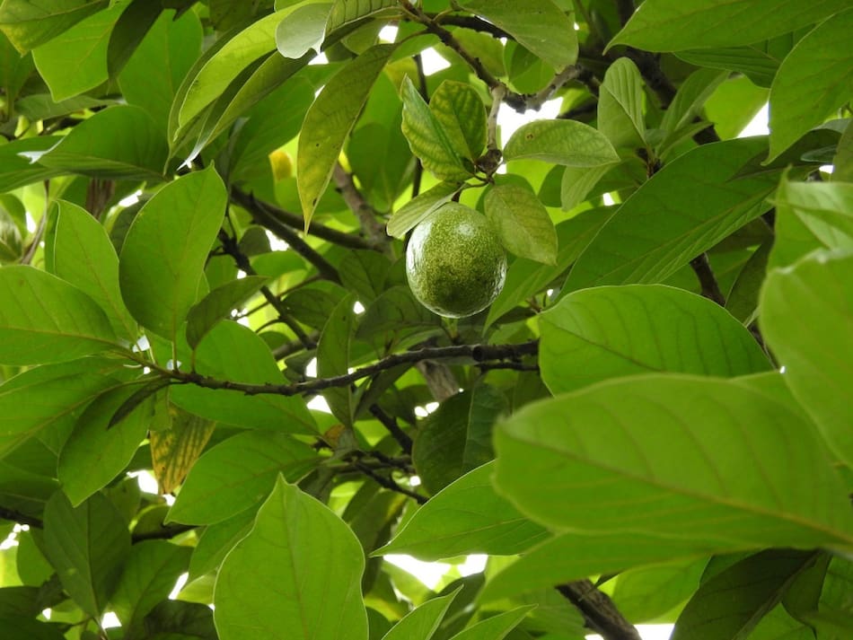 Árbol nogal (Juglans regia). Foto: Unsplash.