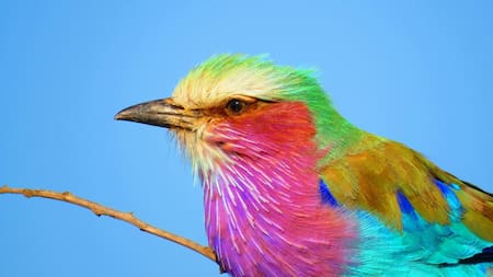 Aves; pájaro. Foto: Unsplash.