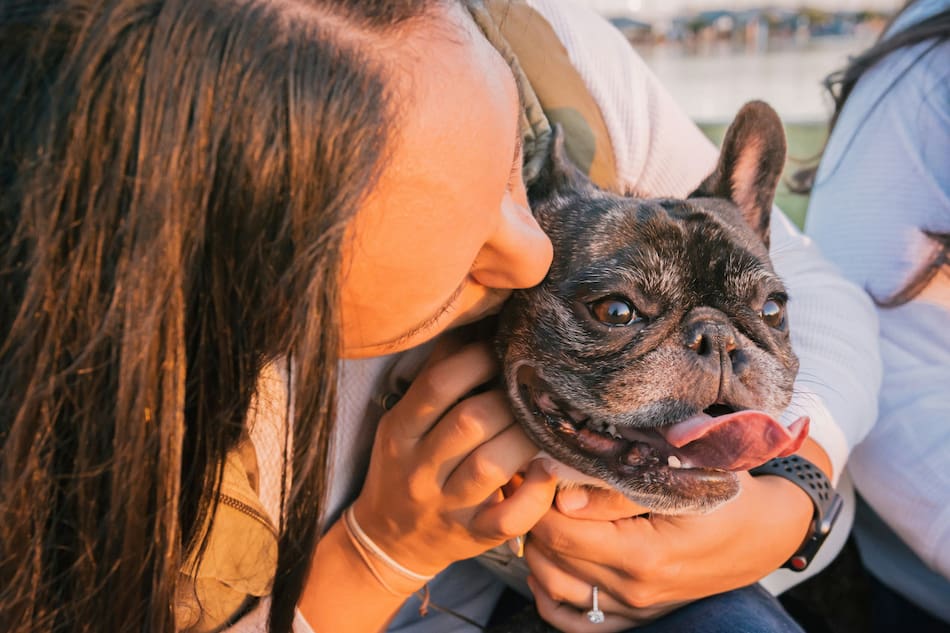 Perros. Foto: Unsplash