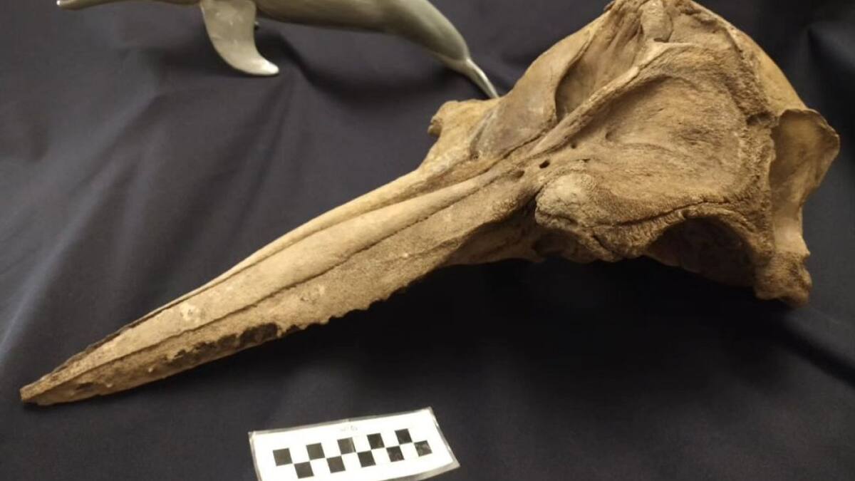 Hallan el cráneo de un delfín de 5.000 años de antigüedad. Foto Instagram @museopaleo.sp.