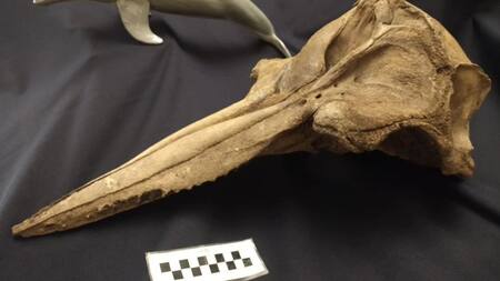 Hallan el cráneo de un delfín de 5.000 años de antigüedad. Foto Instagram @museopaleo.sp.