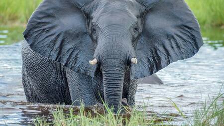 Elefante. Foto: Unsplash.