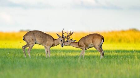 Los accidentes de tráfico causan la sexta edición masiva de especies