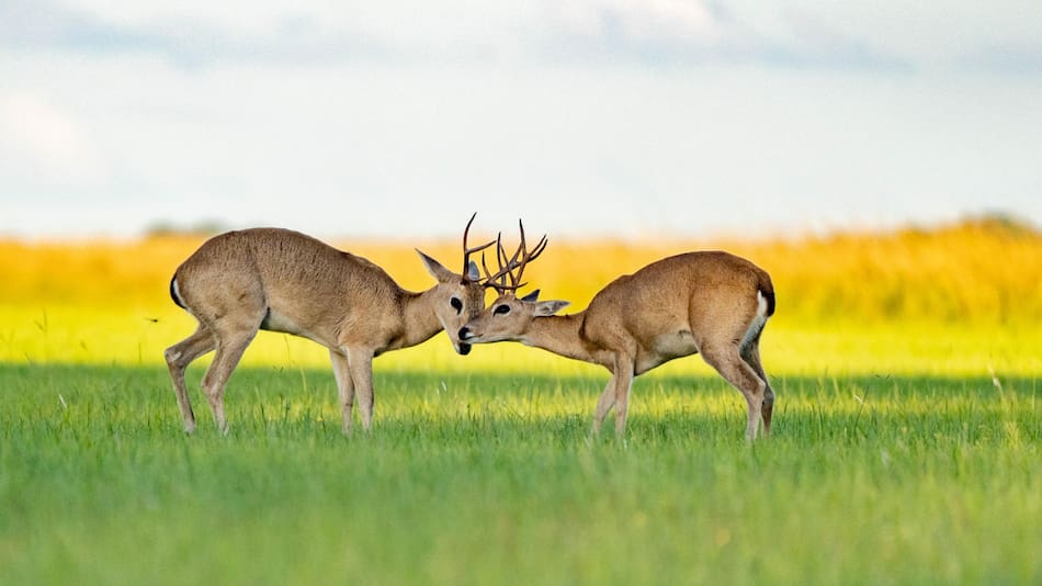 Los accidentes de tráfico causan la sexta edición masiva de especies