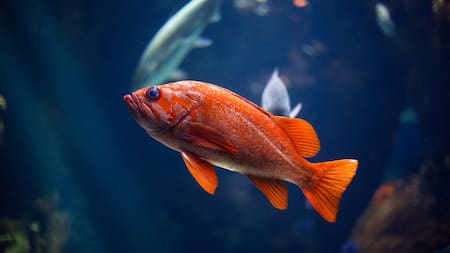 Peces medaka. Fuente: Unsplash