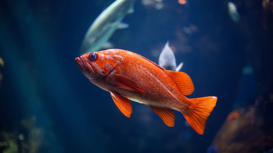 Peces medaka. Fuente: Unsplash