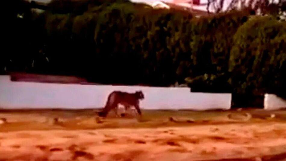 Pumas sueltos en Villa Gesell. Foto: Captura de video.