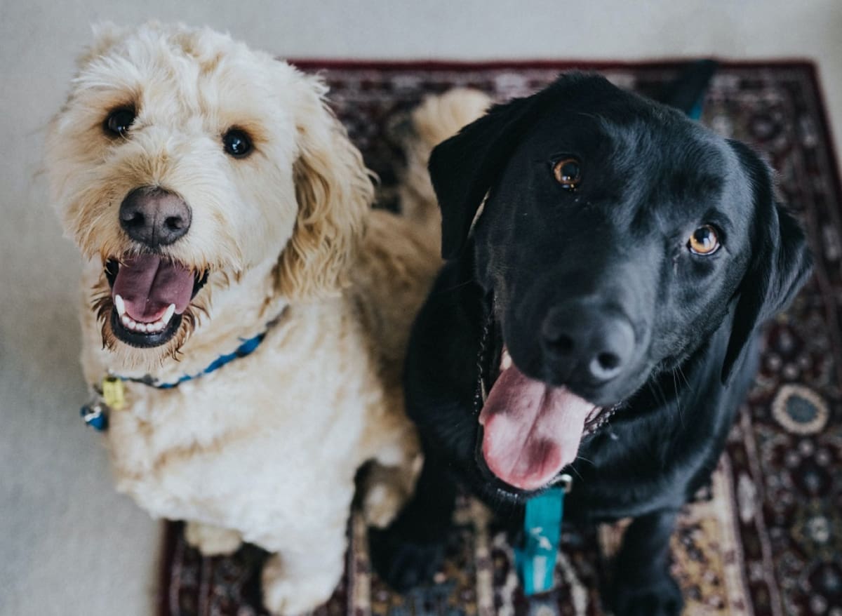 No todos los alimentos que forman parte del menú humano pueden ser ingeridos por los perros. Foto: Unsplash.