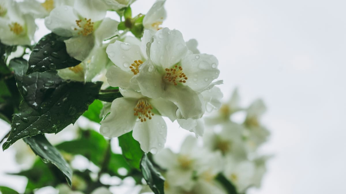 La orientación ideal para una trepadora llena de flores en la primavera: dónde poner el jazmín común