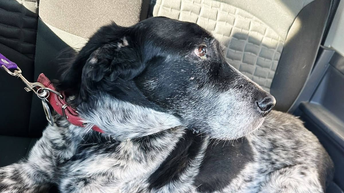 El perro que recorrió 1.140 kilómetros para volver a casa: la emocionante historia de Gastón y el reencuentro con su familia