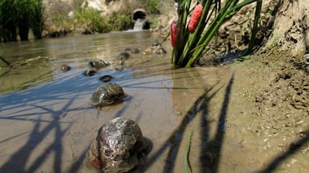 Mundo animal. Foto: EFE