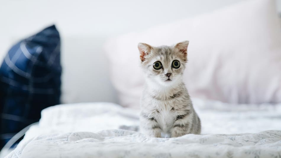 Gatos, mascotas