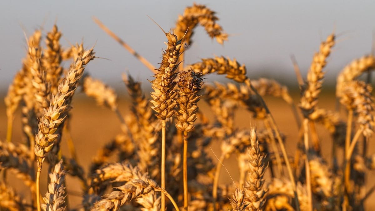 Materia prima. Foto: Pixabay.