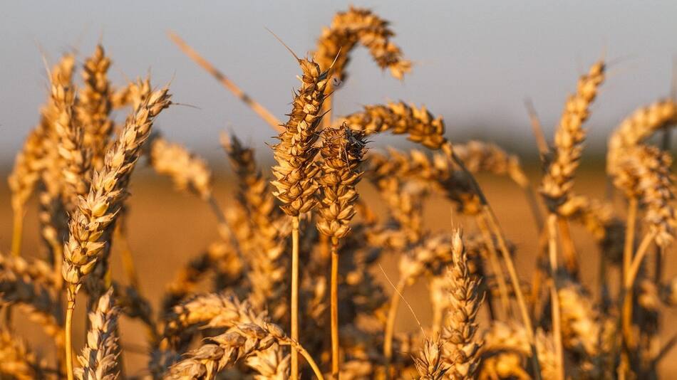 Materia prima. Foto: Pixabay.