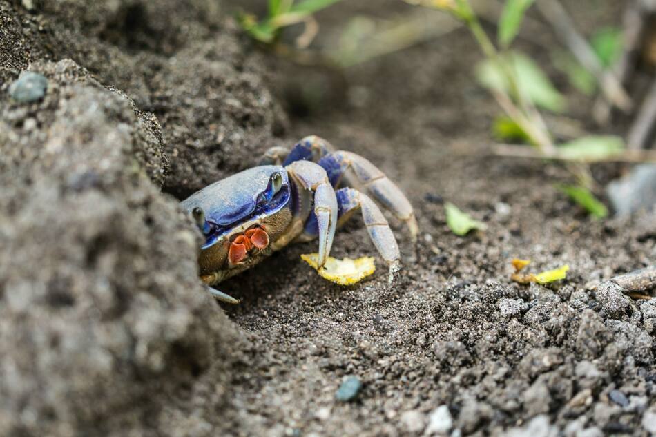 Cangrejo azul. Foto: Unsplash