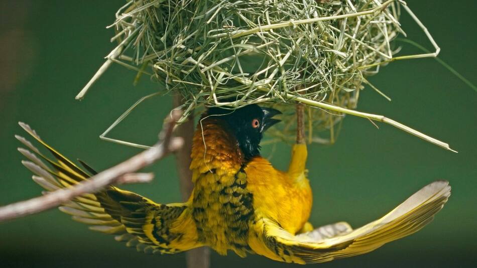 Un ave tejedora prepara un nido. Foto: EFE