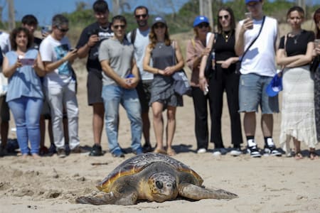 Tortugas marinas. Foto: EFE.
