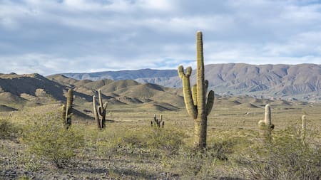 Parque Nacional Los Cardones. Foto: Argentina.gob.ar.