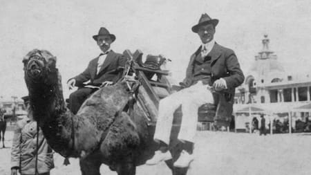 Camellos en Mar del Plata