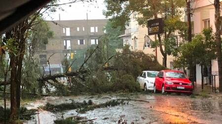 Estado del clima, árboles caídos. Foto: NA.