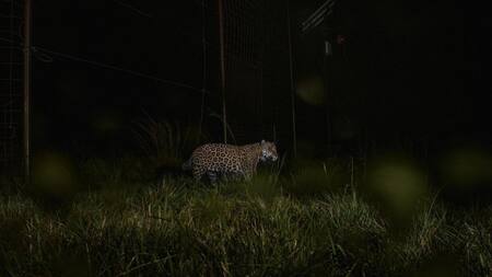Segundo ejemplar de yaguareté silvestre liberado. Foto: Télam.