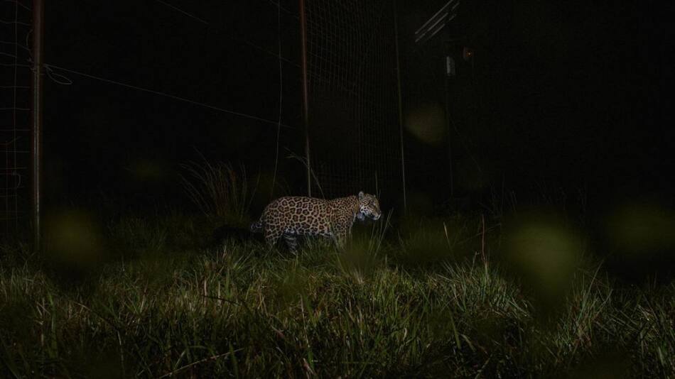 Segundo ejemplar de yaguareté silvestre liberado. Foto: Télam.
