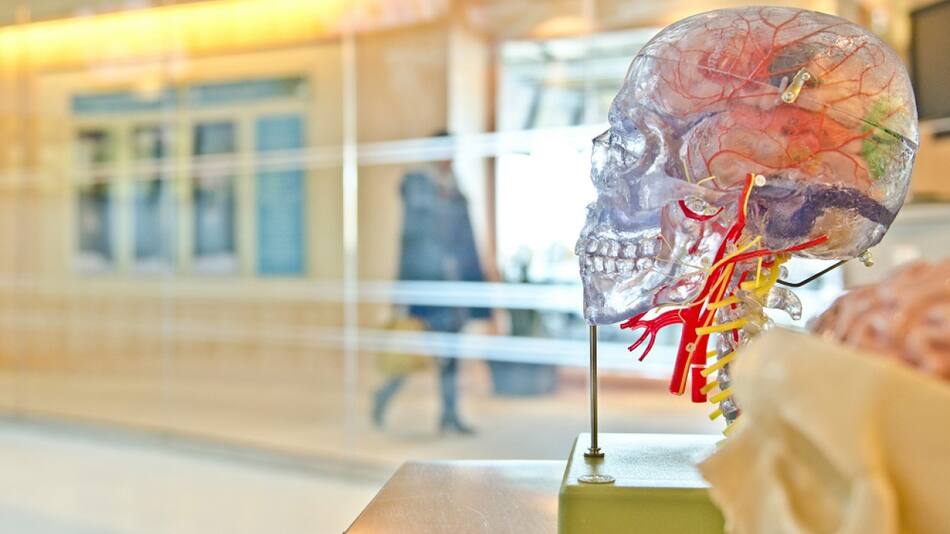 Cerebro. Foto: Unsplash