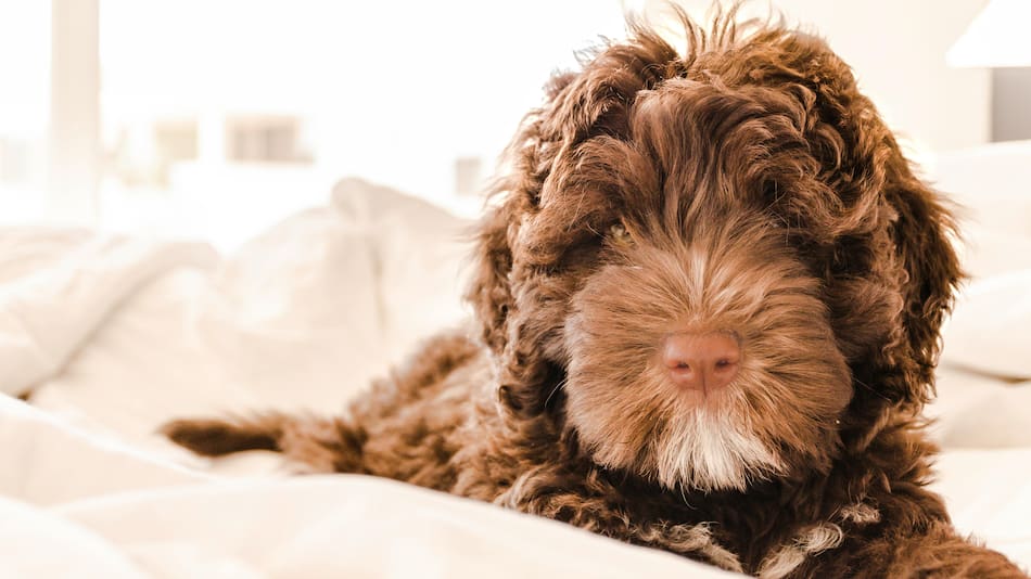 Cómo sacar el pelo de perro de la ropa
