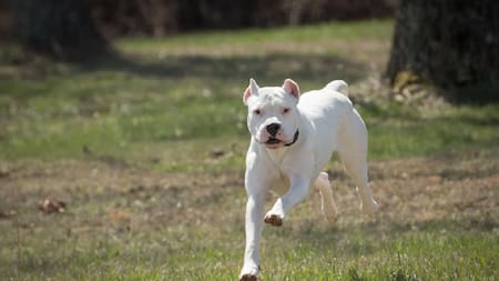Un dogo defendió a sus dueños de un robo y el delincuente debió ser hospitalizado con heridas graves en sus piernas