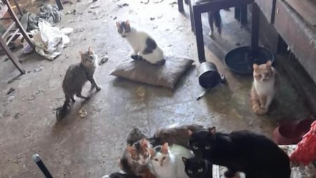 Casa abandonada con gatos y perros, La Plata