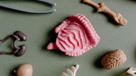 Intestinos, órganos. Fuente: Pexels