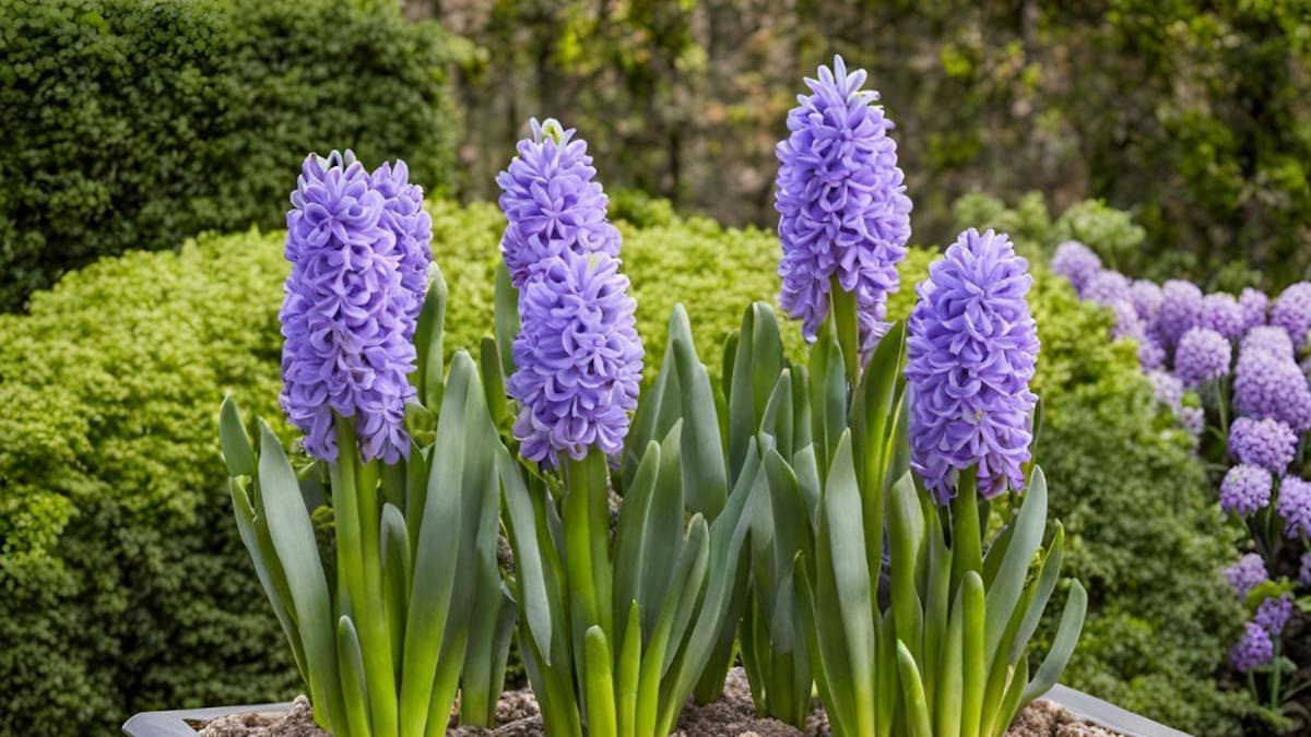 Plantas de jacinto