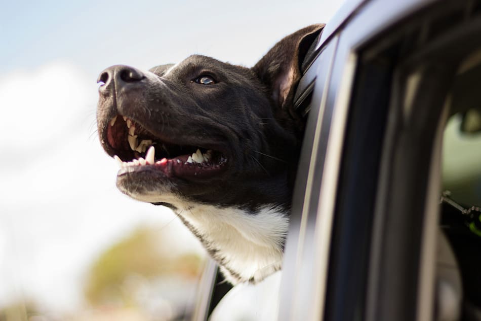 Perro, viaje. Fuente: Pexels