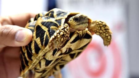 Tortugas y su secreto genético: por qué podrían ser fundamentales en la prevención del cáncer en humanos