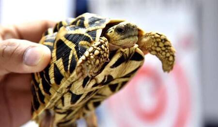 Tortugas - Aeropuerto Filipinas