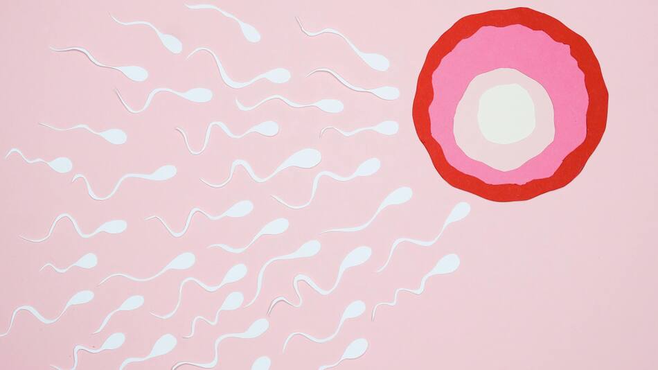 Espermatozoide, óvulo, ciencia. Fuente: Pexels.