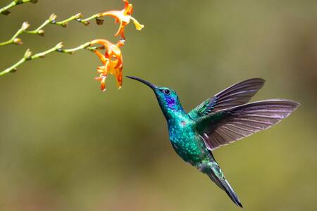 Colibrí de patas azules. Foto: Unsplash.