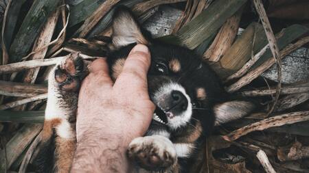 Perros, mascotas. Foto: Unsplash.