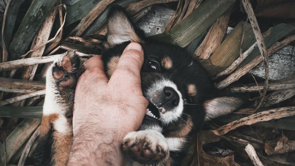 Perros, mascotas. Foto: Unsplash.